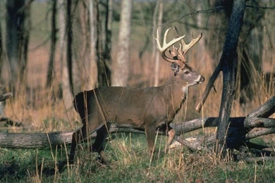 Deer animal desktop wallpapers hd cool.jpg