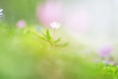1920*1200 Soft Focus Romantic Sweet Flowers Photos 1920x1200 ...