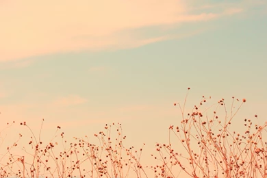 Animegirl037 (Rin)   DeviantArt