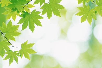 Soft Focus Photography   Pure And Fresh Green Leaves 1680x1050 NO ...