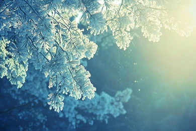 Nature Trees Autumn Fall Winter Snow Frost Sunlight Light Snowing ...