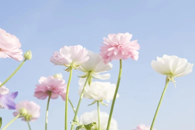 Soft Focus Flower Photography (Vol.03) : Pure Sweet Wideflowers ...