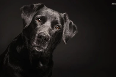 Lab Dog Drawing   Wallpaper.