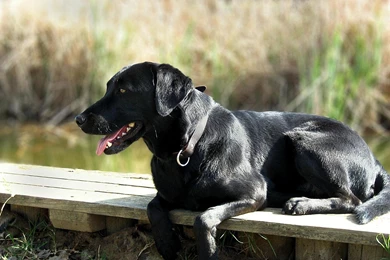 Black Labrador Wallpapers