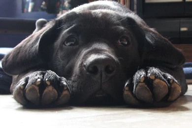Black Labrador Retriever Puppy Dog Face Paws Upclose Cute 1024x768 ...