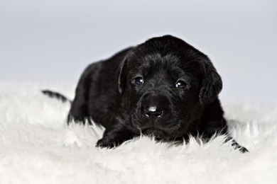 Adorable Black Lab Wallpapers
