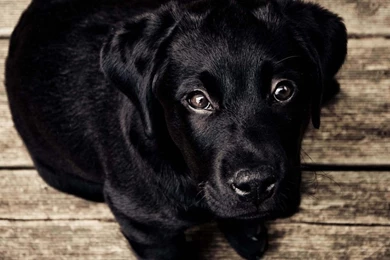 Download Black Lab Puppy HD Wallpapers For iPad   HDwallpapers.net
