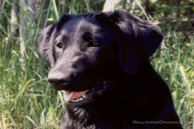Black Lab   Dogs Wallpapers (13985100)   Fanpop
