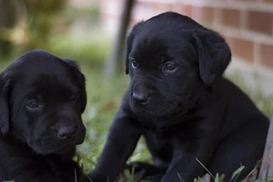 Black Labrador Retriever Puppies   Wallpaper.