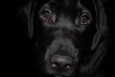 Labrador Wallpapers, Desktop Wallpapers » GoodWP.com