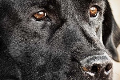 Black Labrador Retriever Wallpapers