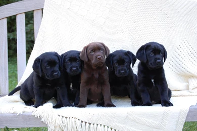 Black Puppy HD Wallpapers, Black Puppy Photos, New Wallpapers