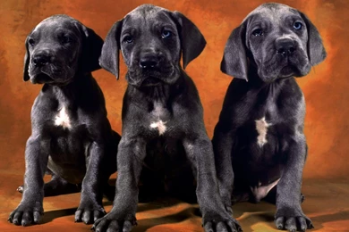 Black Puppy HD Wallpapers, Black Puppy Photos, New Wallpapers