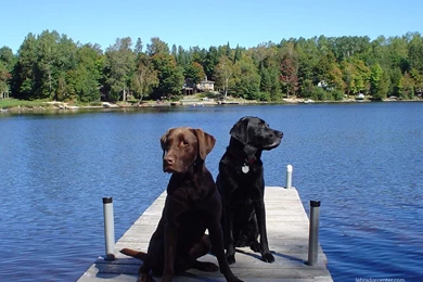 Labrador Center   All About Labrador Retriever Dogs And Puppies