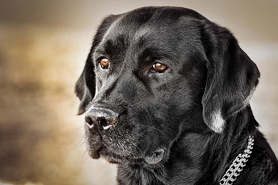 Black Lab Wallpapers