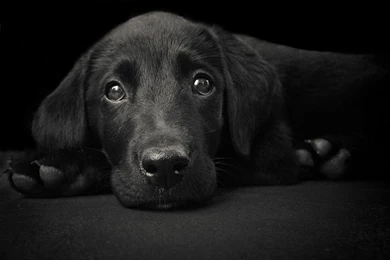 DeviantArt: More Like Black Lab By Emilyappelman