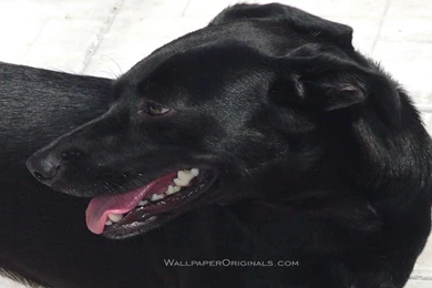 Black Lab   Dogs Wallpapers (13984447)   Fanpop