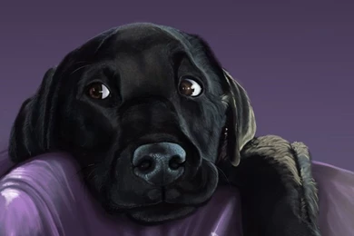 Black Lab Puppy By Petanimalia On DeviantArt