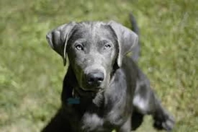 Black Lab Puppy Wallpapers HD sad face.jpg