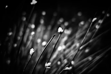 Black Wallpapers Free Hd: Black White Wallpapers