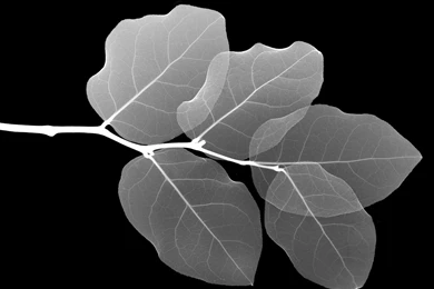 Black And White Wallpapers