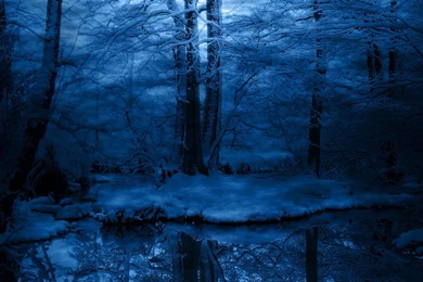 Frozen Forest Nature At Winter HD Wallpapers Wallpapers   (