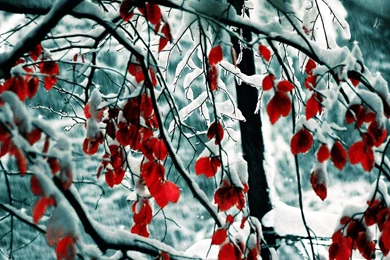 Wallpapers Winter And Red Leaves 1920 X 1080 Full Hd   1920 X 1080 ...