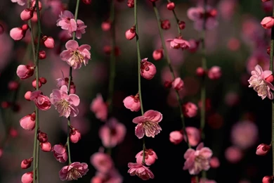 Flowers Wallpapers_nature Wallpaper_download Free Wallpapers