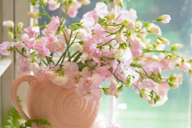 Flower Wallpapers   Flowers Wallpapers (32897621)   Fanpop