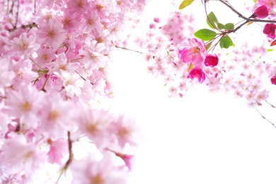 Sakura Flowers Wallpapers HD