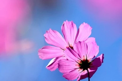 Flower iPhone 5s Wallpapers