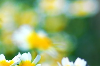 Flowers iPhone 5s Wallpapers