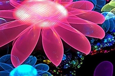 Best Flower iPhone Wallpapers.jpg