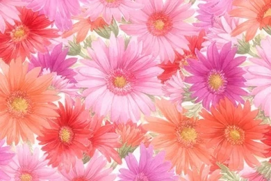 Pink Flowers iPhone 5 Wallpapers (640x1136)