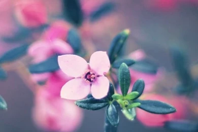 Flower iPhone 5s Wallpapers