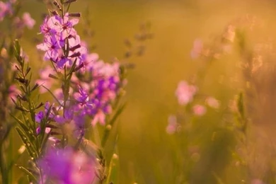 Purple Flowers iPhone 5s Wallpapers Download