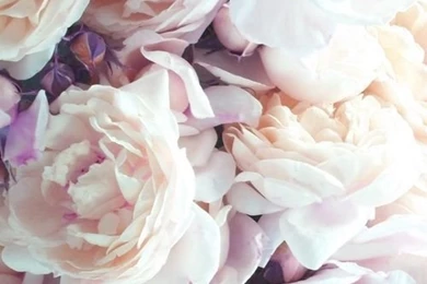 Floral iPhone Wallpapers