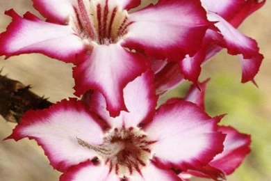 IPhone 4 Flower Wallpaper 06.jpg