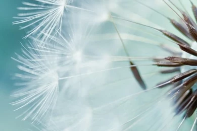 Dandelion Flower iPhone 5s Wallpapers Download