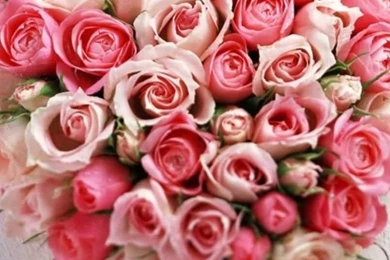 Sweet Rose Flower Iphone 4 Wallpapers Free 640x960 Top Iphone ...