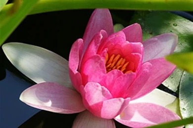 Iphone Wallpapers   Apple Iphone Wallpapers 320x480 Pixel For