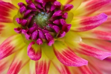 IPhone 4 Flower Wallpaper 02.jpg