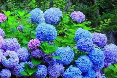 Hydrangea Flower iPhone 5s Wallpapers Download