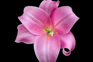 IPhone 6 Plus Flower 3 JasonZigrino.jpg