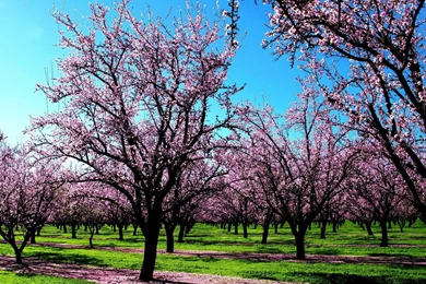 Wallpapers Of Spring