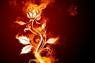 Fire Rose Wallpapers   HD Wallpapers 1209