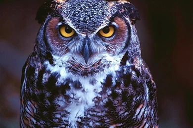 HD Walpaper Animal Owl – HD WALLPAPER WIDE