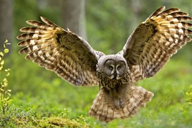 Owl Wallpapers Full HD