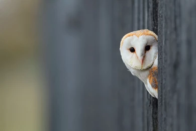 White Owl Wallpapers