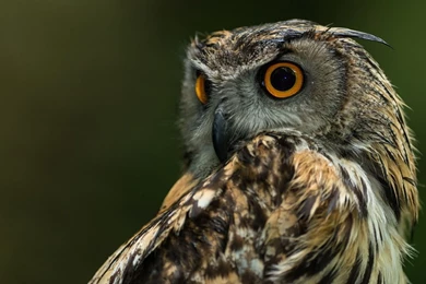 Owl background_1.jpg